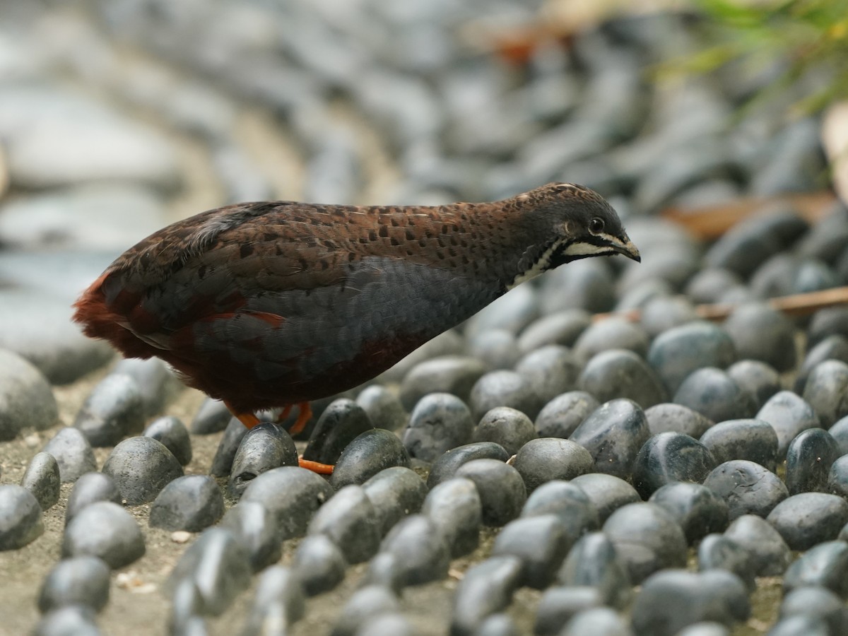 ヒメウズラ - ML635360263