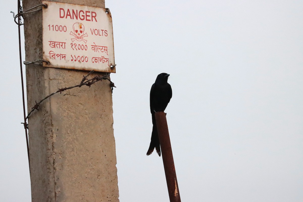 Black Drongo - ML635360275
