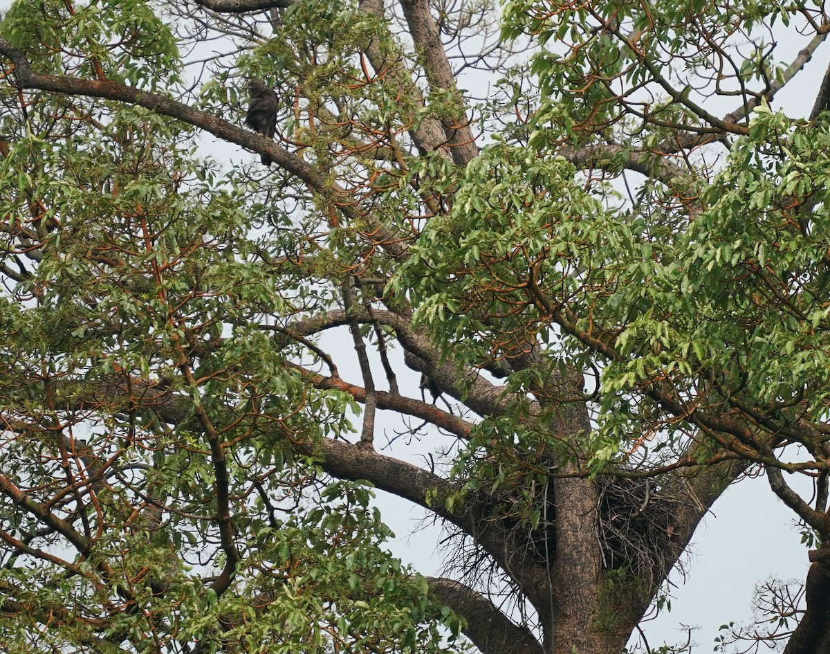 Águila Variable - ML635360282