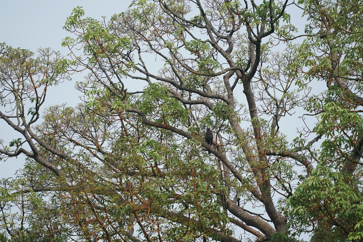 Águila Variable - ML635360283