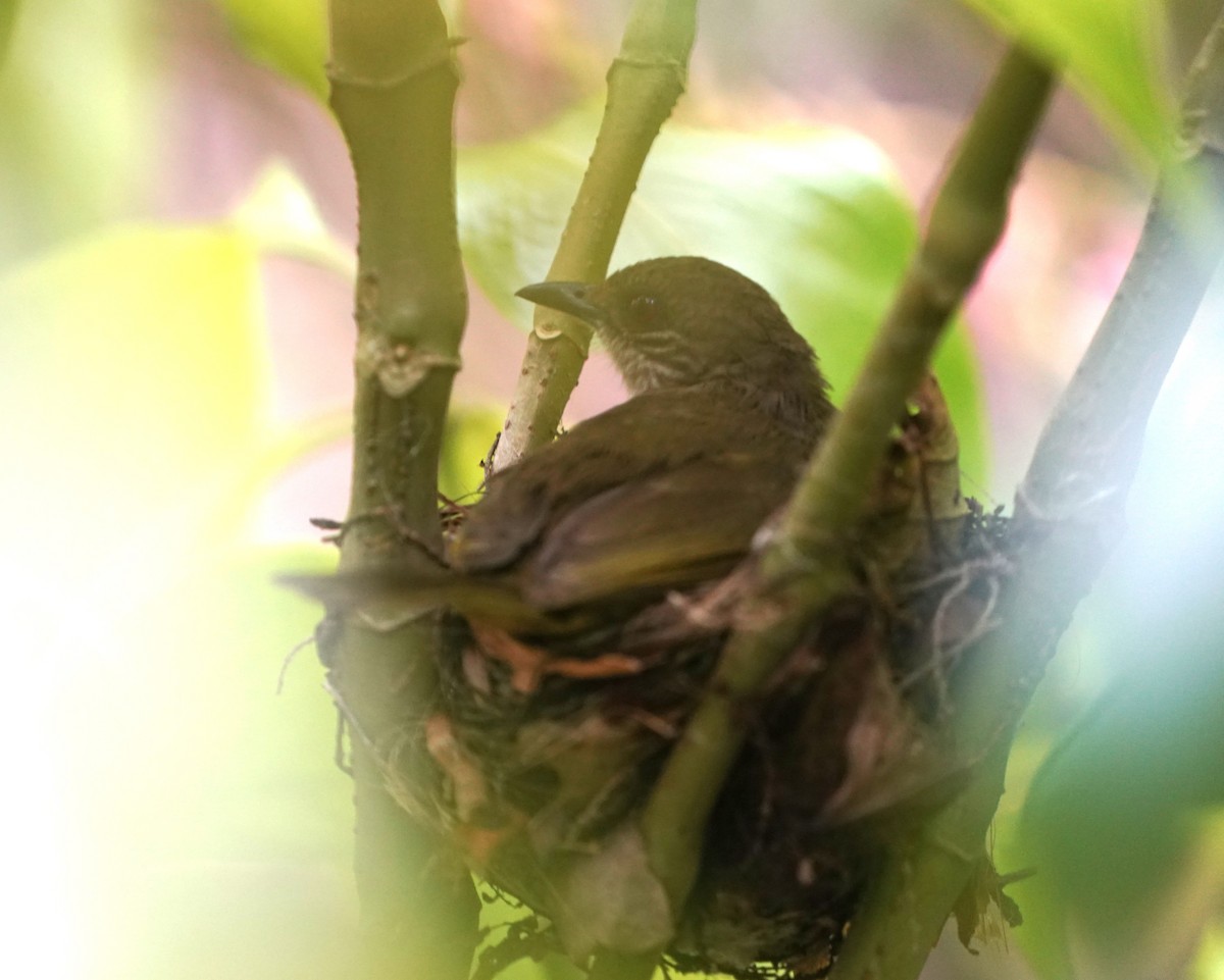 Bulbul Aliverde - ML635360311