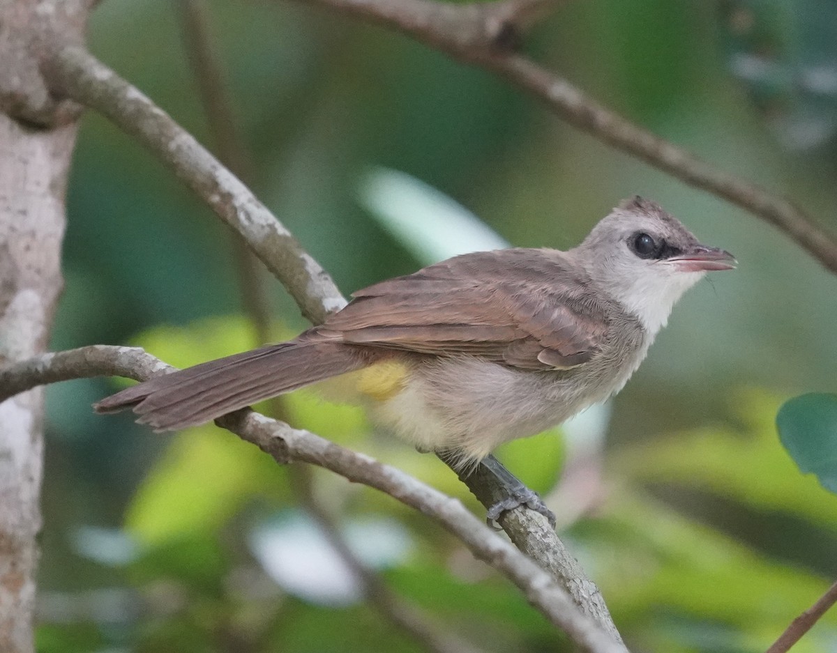 Bulbul Culiamarillo - ML635360315