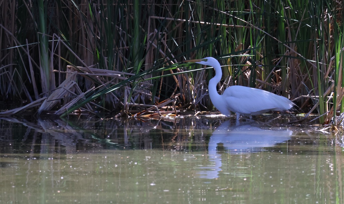 Great Egret - ML635360328