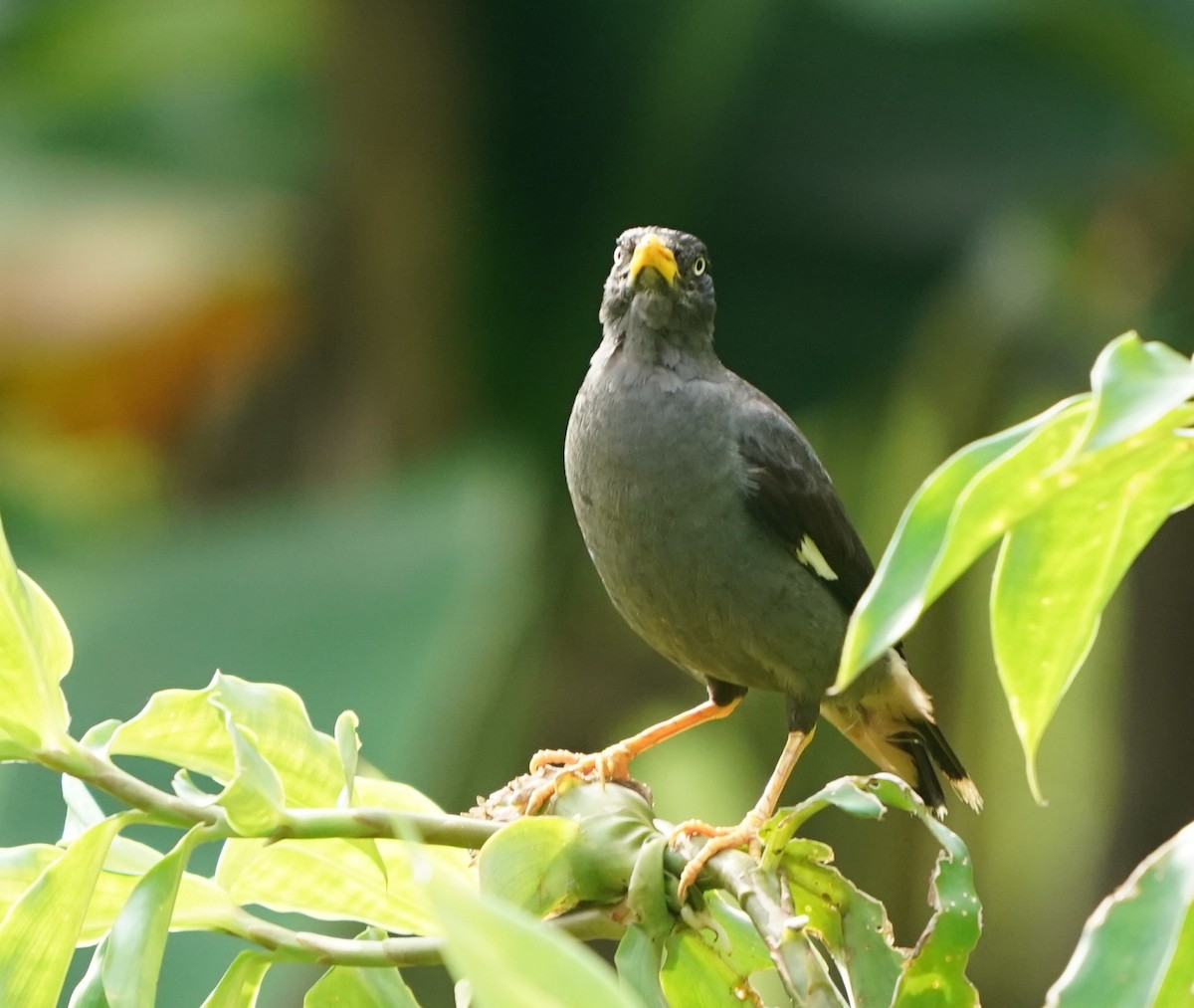 Miná de Java - ML635360330