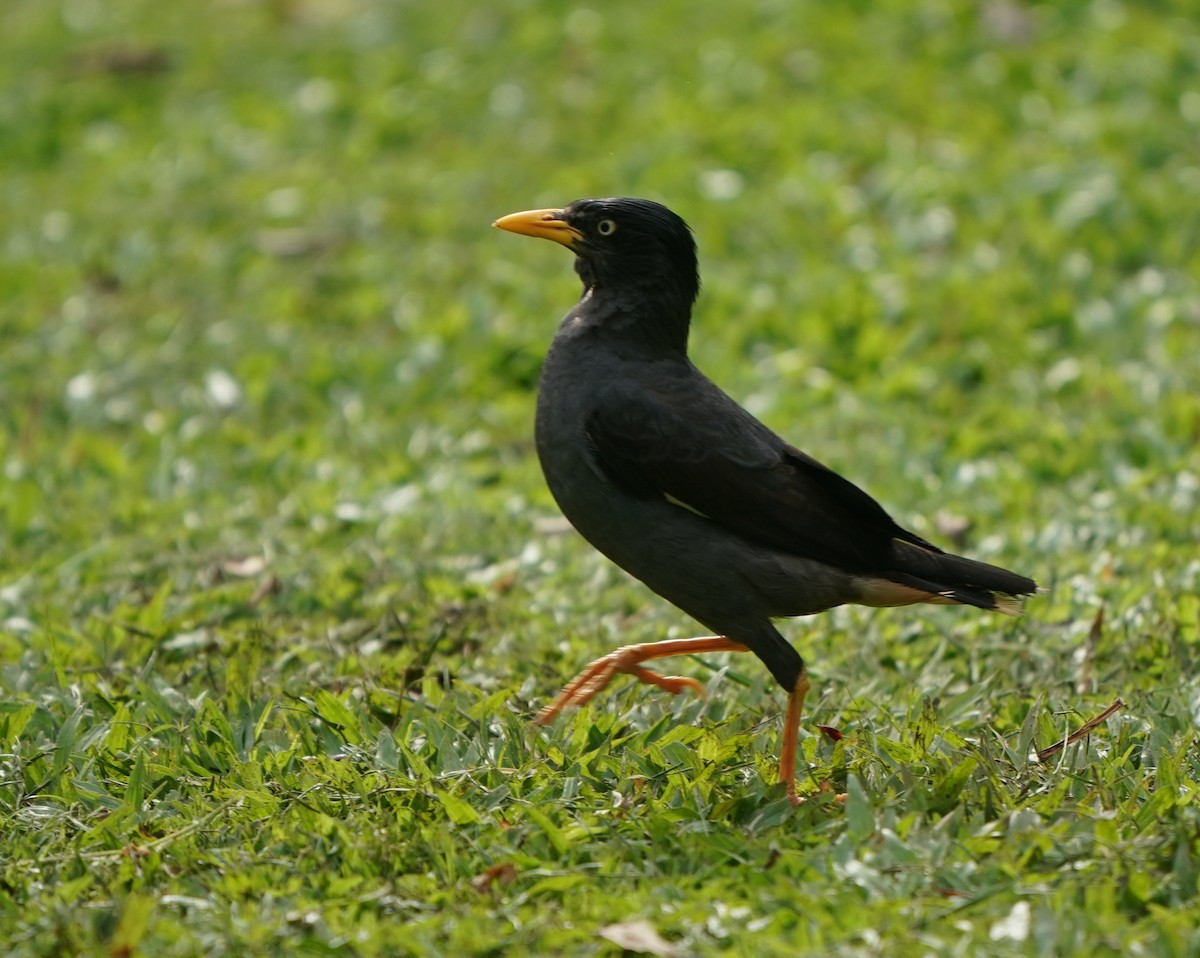 Miná de Java - ML635360331