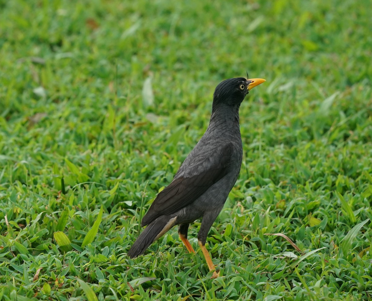 Miná de Java - ML635360333