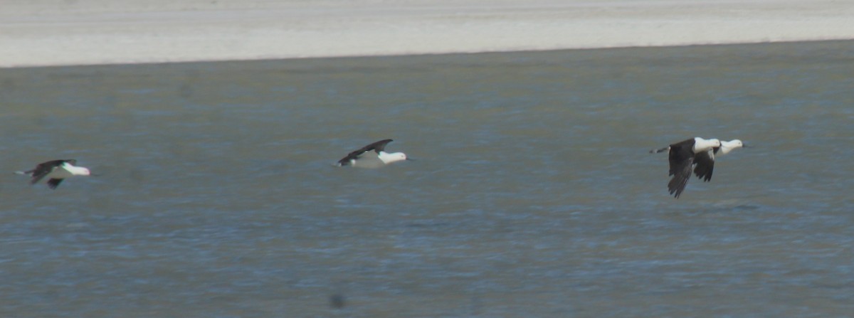 Andean Avocet - ML635360362