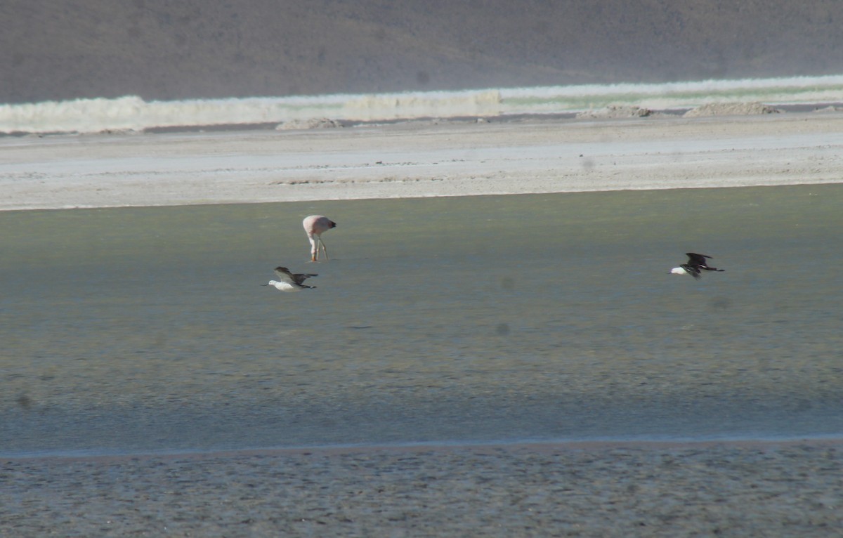 Andean Avocet - ML635360364