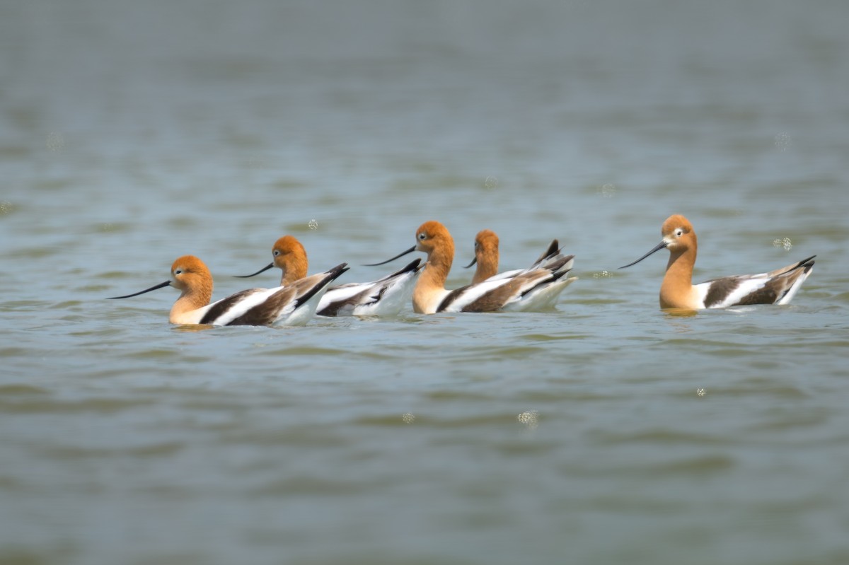 American Avocet - ML635360415