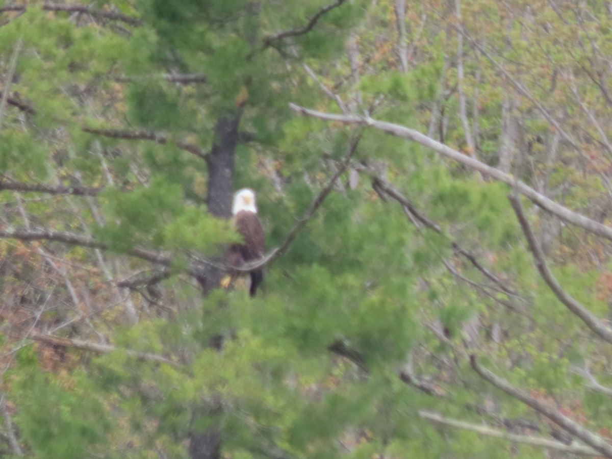 Bald Eagle - ML635360428