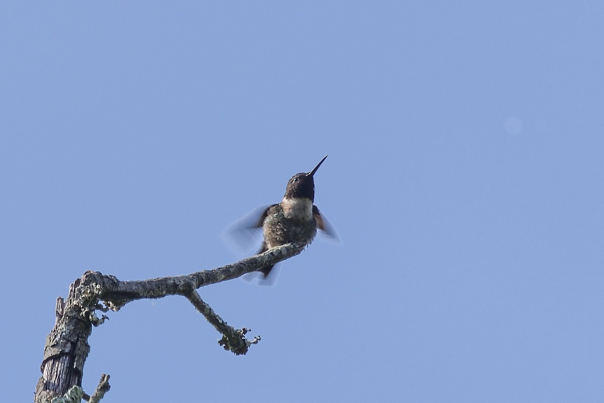Ruby-throated Hummingbird - ML635360459