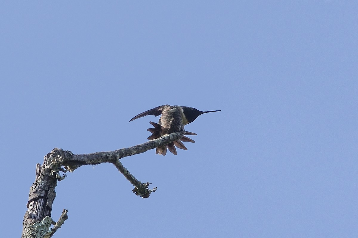 Ruby-throated Hummingbird - ML635360460