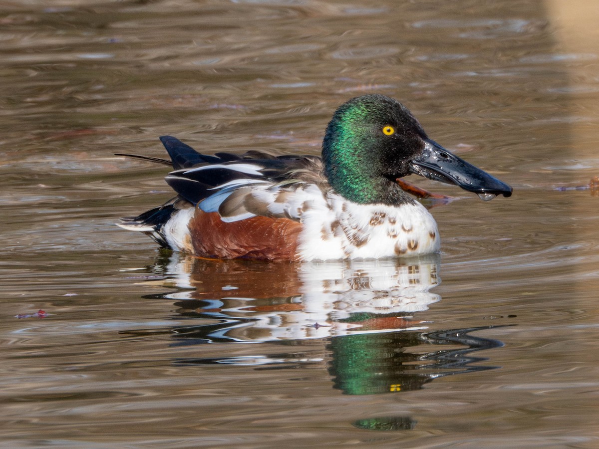 Northern Shoveler - ML635360467