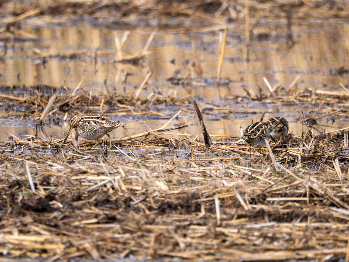 Common Snipe - ML635360477