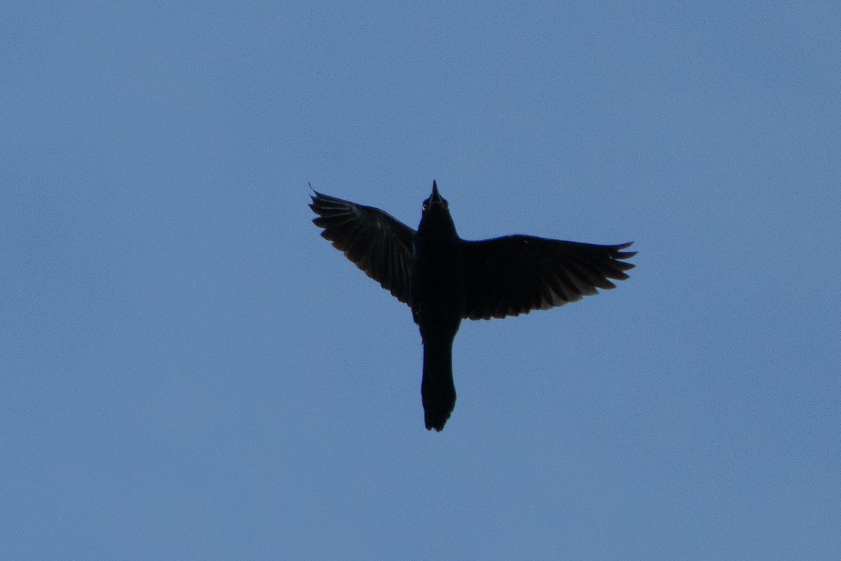 Common Grackle - ML635360517