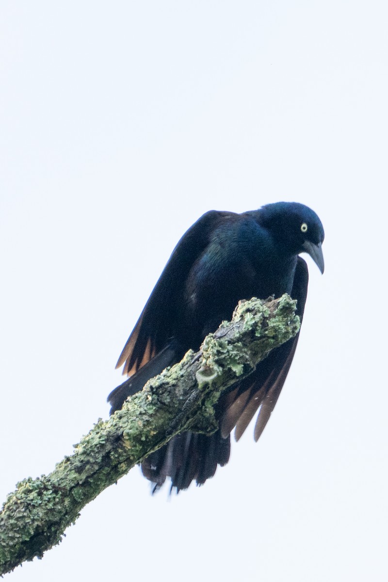 Common Grackle - ML635360518