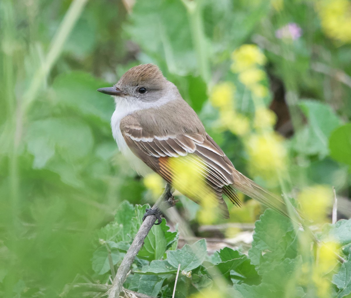 Ash-throated Flycatcher - ML635360586