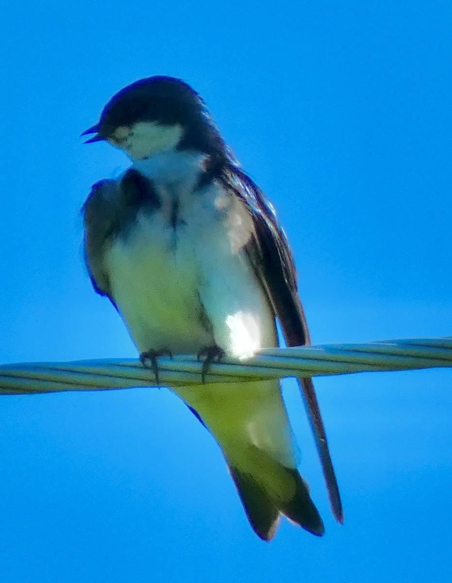 Tree Swallow - ML635360663