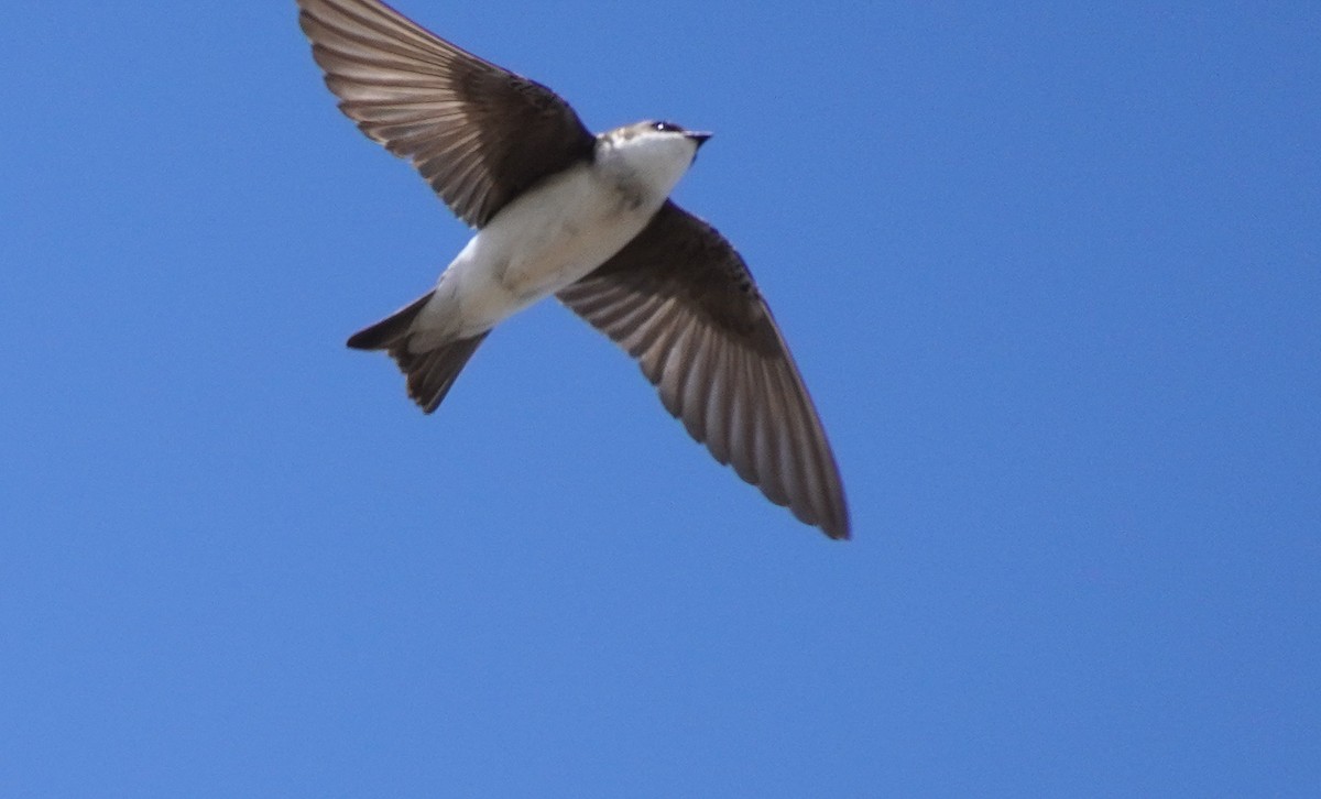 Tree Swallow - ML635360685