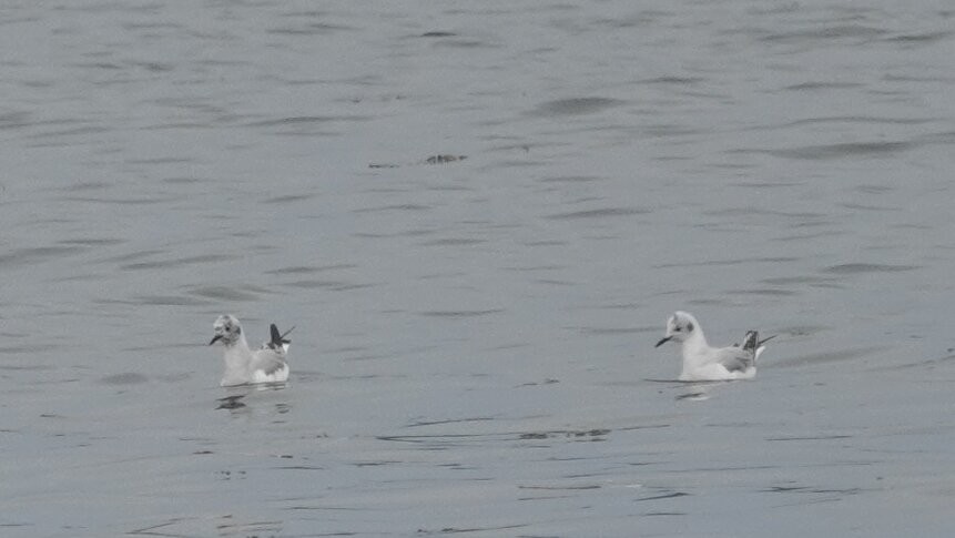 Bonaparte's Gull - ML635360704