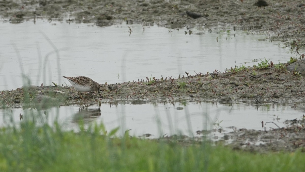 Least Sandpiper - ML635360713