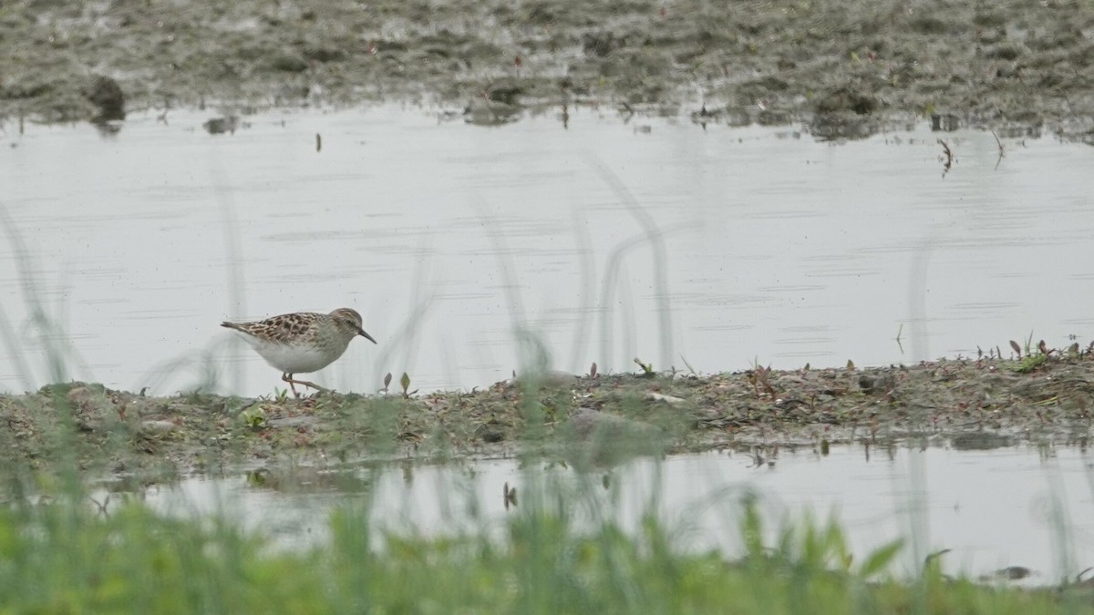 Least Sandpiper - ML635360714