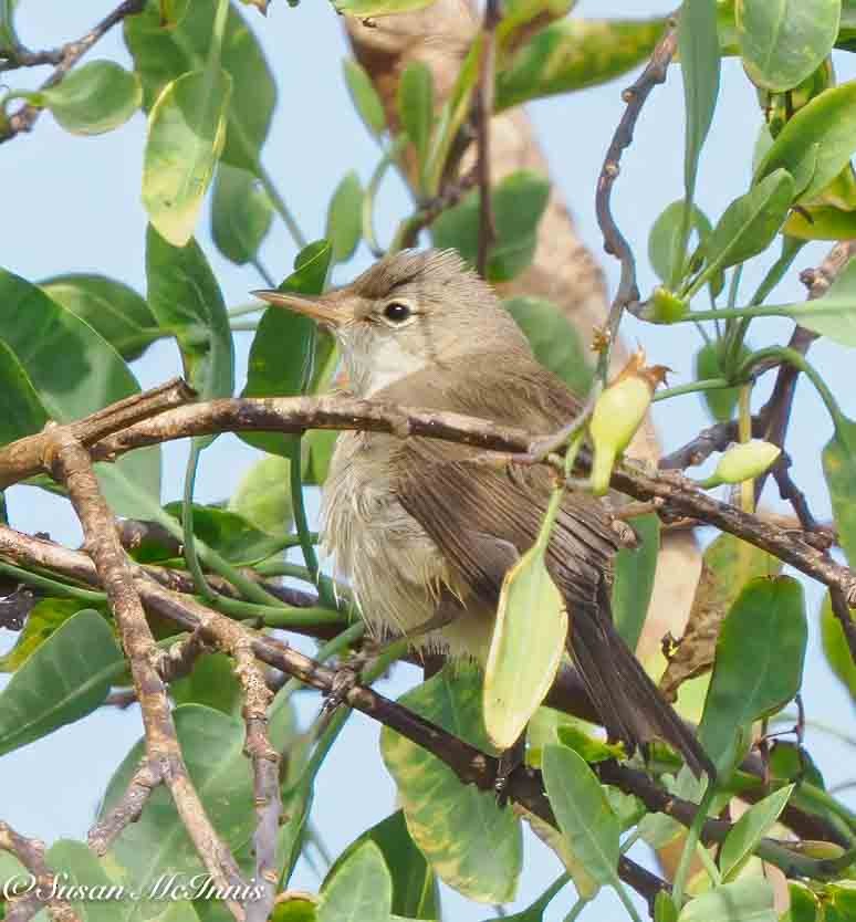 Western Olivaceous Warbler - ML635360718