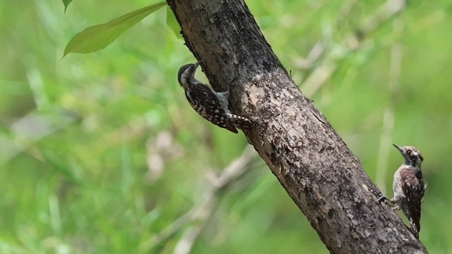Brown-capped Pygmy Woodpecker - ML635360719