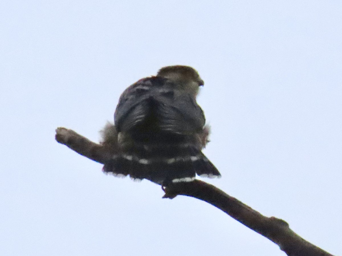 Merlin - ML635360765