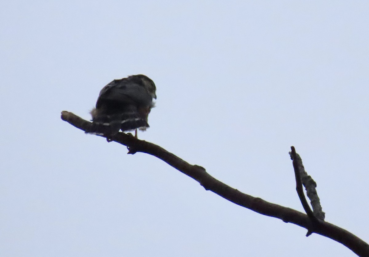 Merlin - ML635360766