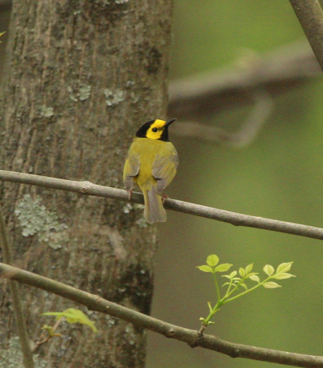 Hooded Warbler - ML635360777