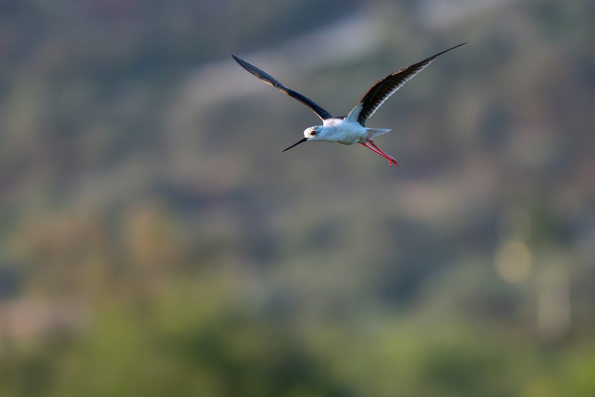 Black-winged Stilt - ML635360780