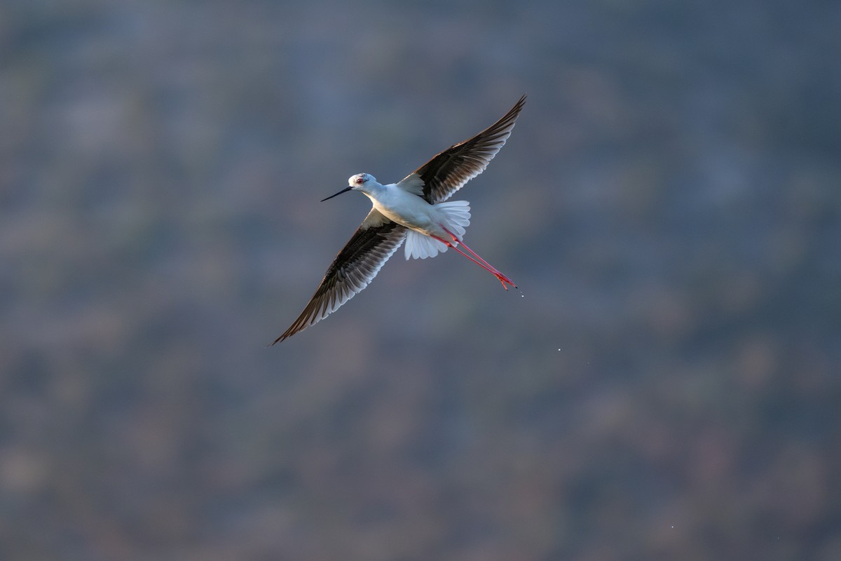 Black-winged Stilt - ML635360781