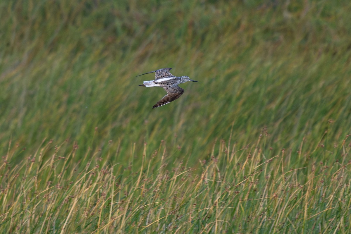 Common Greenshank - ML635360785