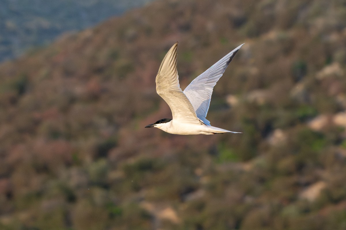 Gull-billed Tern - ML635360796