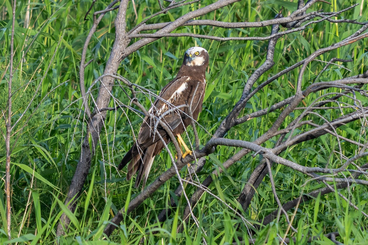 Western Marsh Harrier - ML635360804