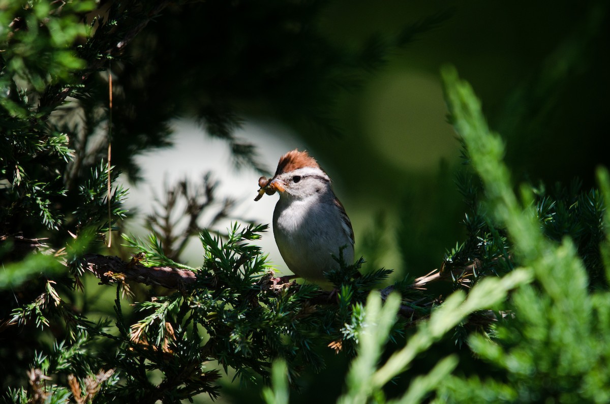Chipping Sparrow - Iain Rayner