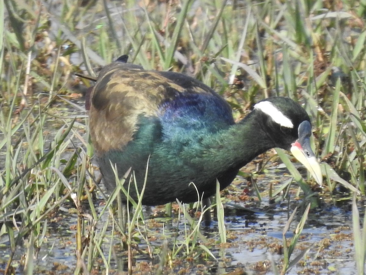 Bronze-winged Jacana - ML635360830