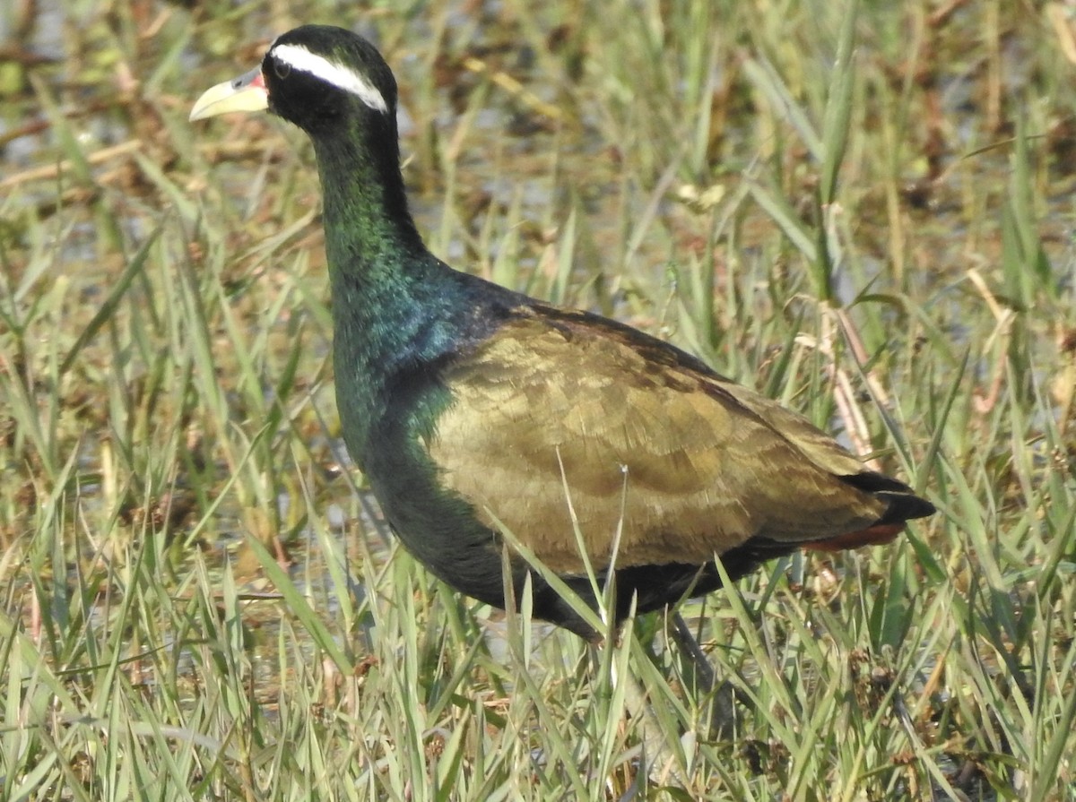Bronze-winged Jacana - ML635360831