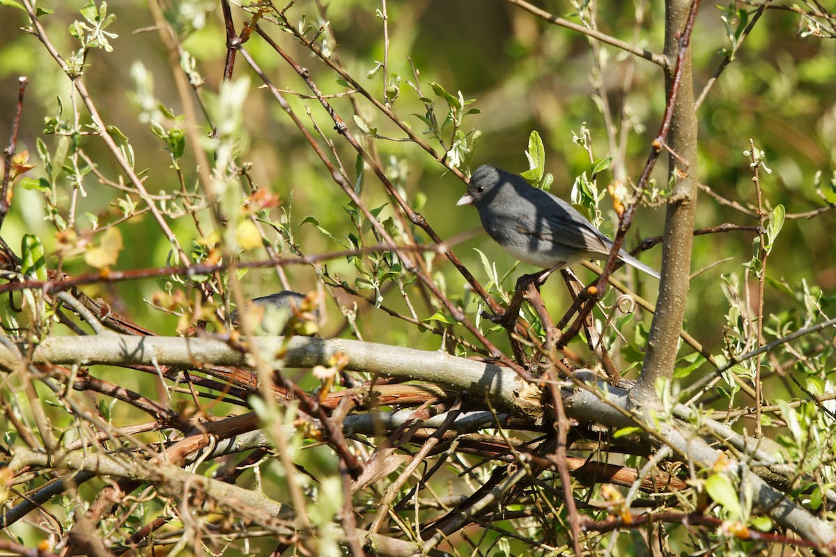 Dark-eyed Junco - ML635360832