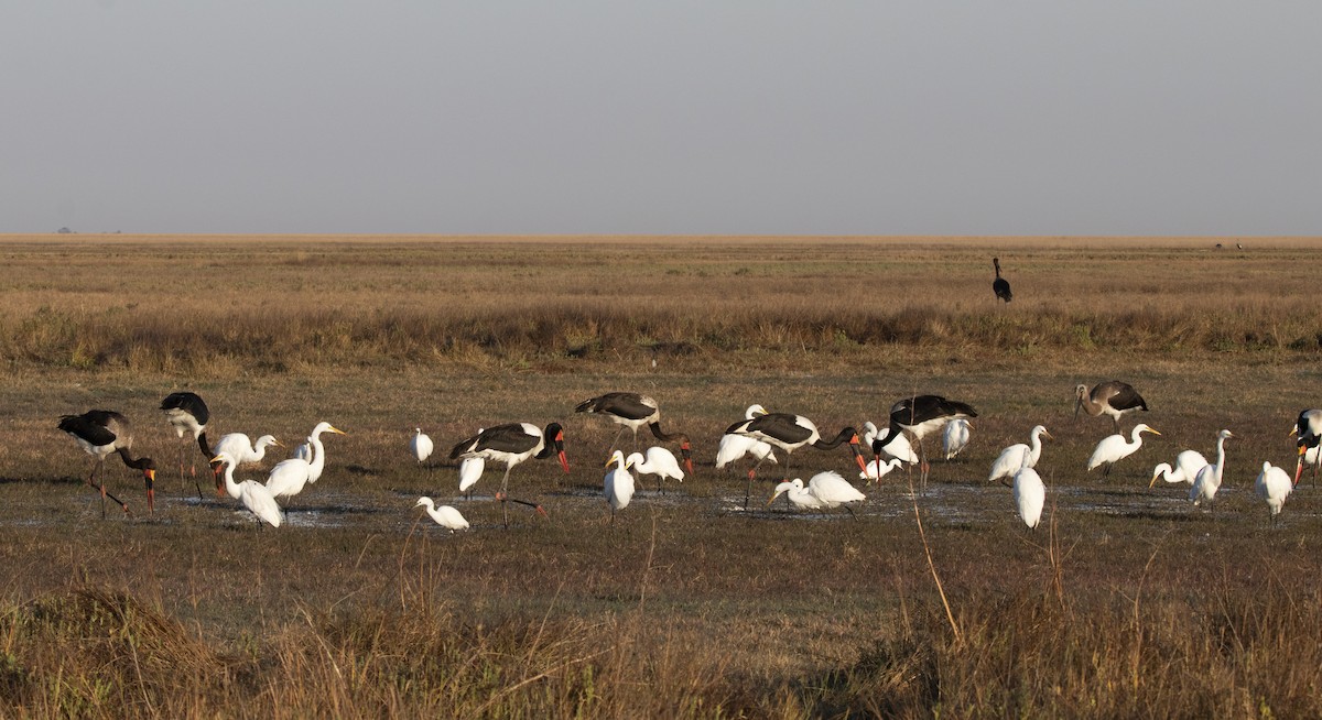 Saddle-billed Stork - ML635360836
