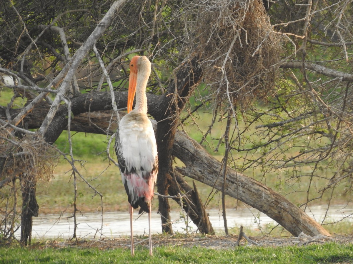 Painted Stork - ML635360853