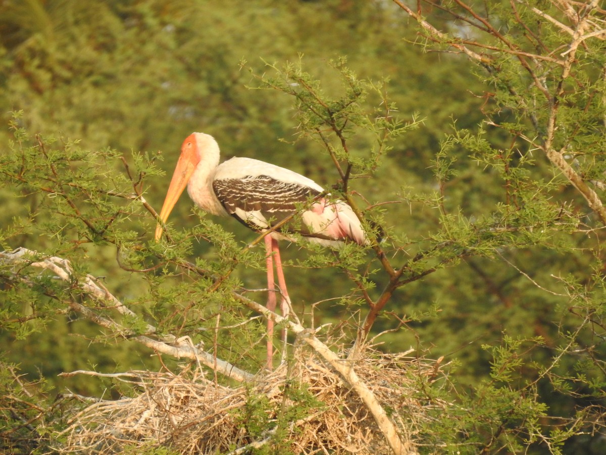 Painted Stork - ML635360855
