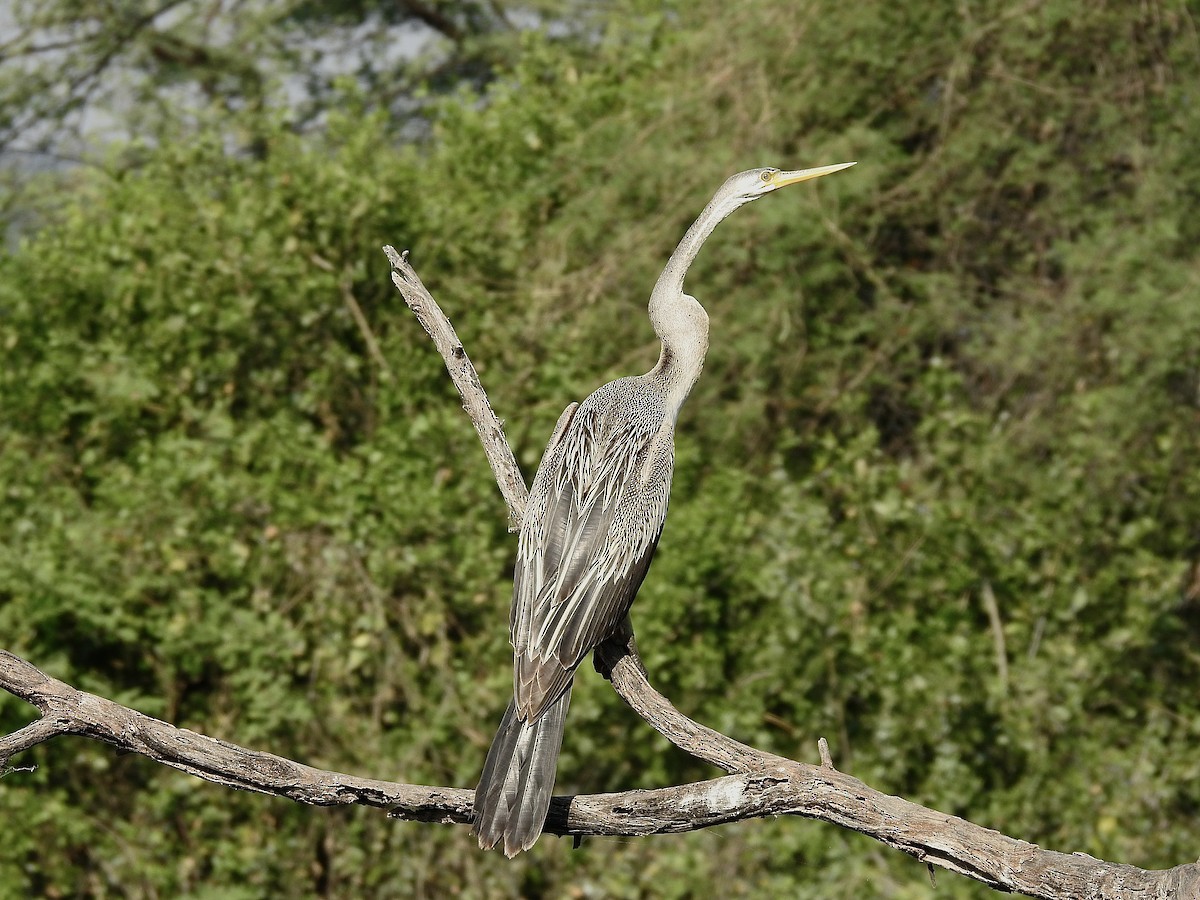 Oriental Darter - ML635360867