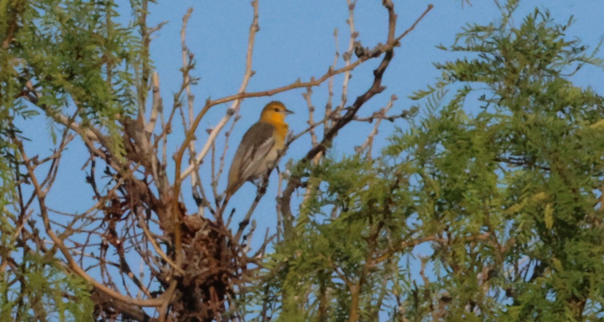 Bullock's Oriole - ML635360876