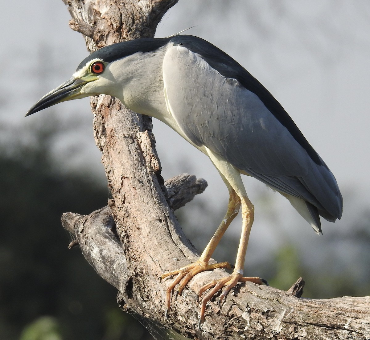 夜鷺 - ML635360882