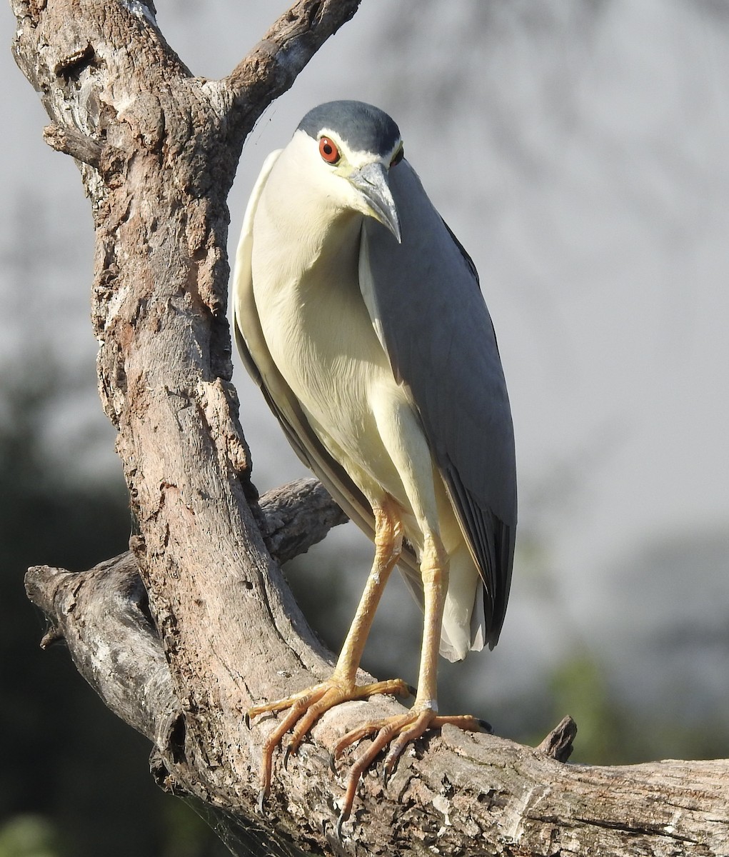 夜鷺 - ML635360883