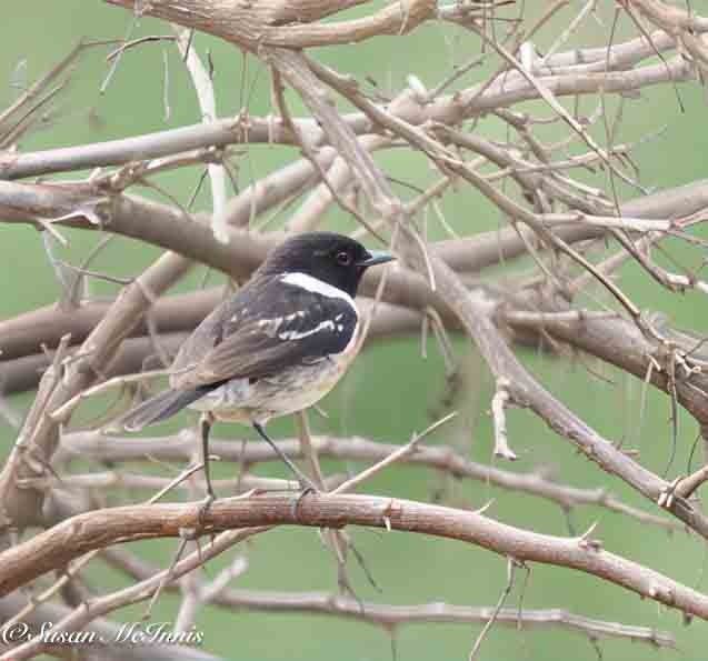 European Stonechat - ML635360910