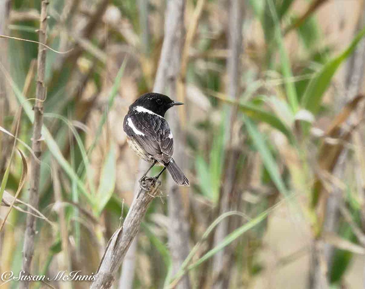 European Stonechat - ML635360923