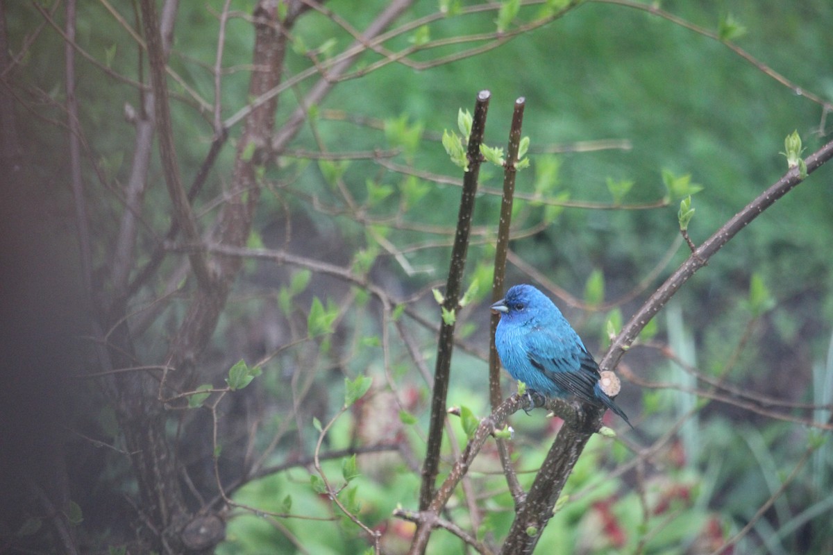 Indigo Bunting - ML635360928